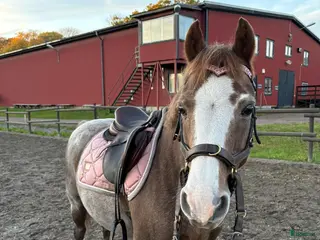 hästar Klok Welshkille i Grums - Annons 10
