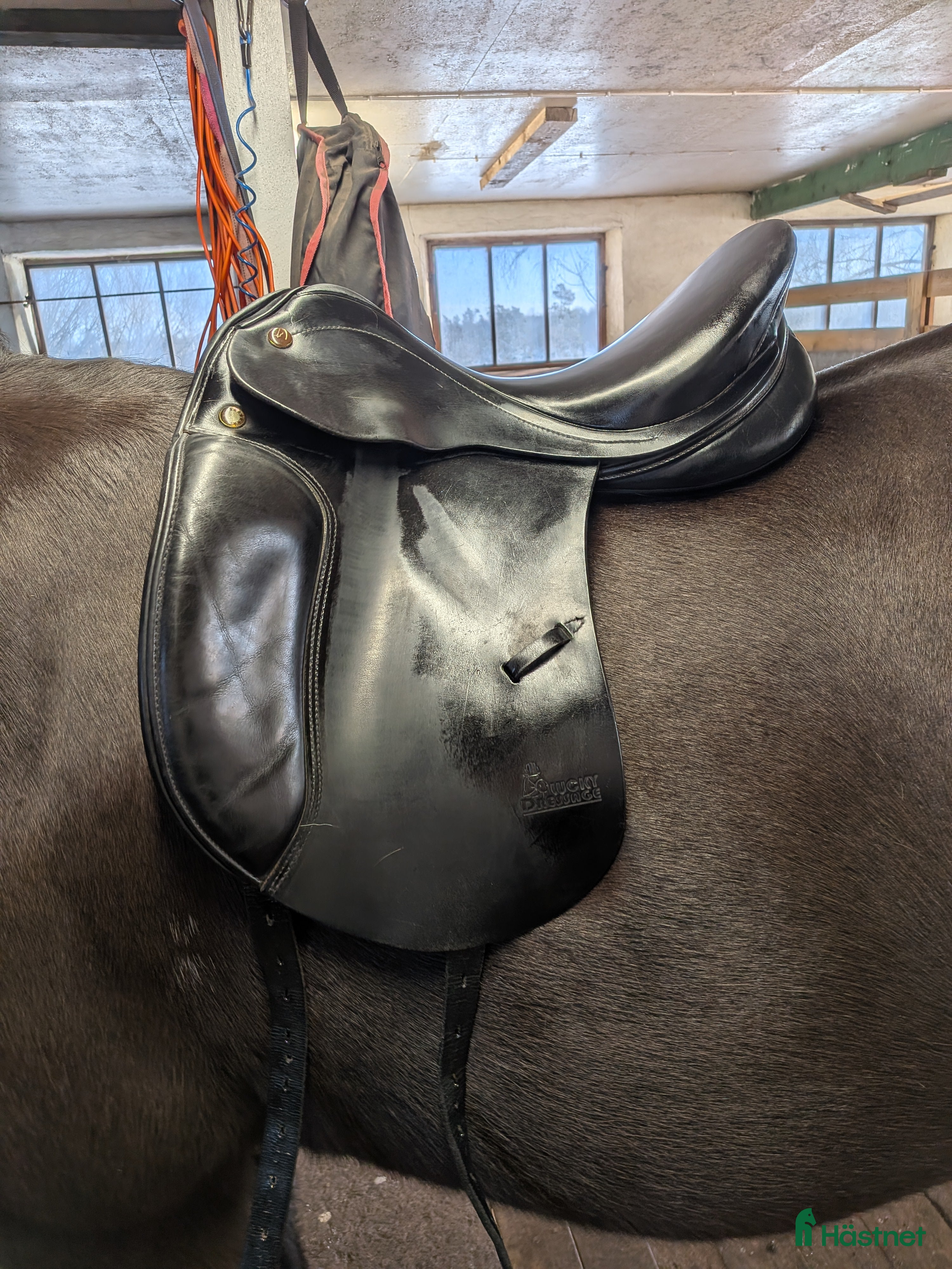 Sadlar hästutrustning Prestige Lucky Dressage  - Annons 21