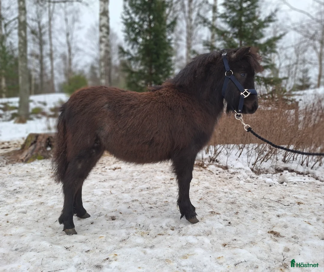 Körning hästar till salu: Ettåring i Vreta Kloster - Annons 3