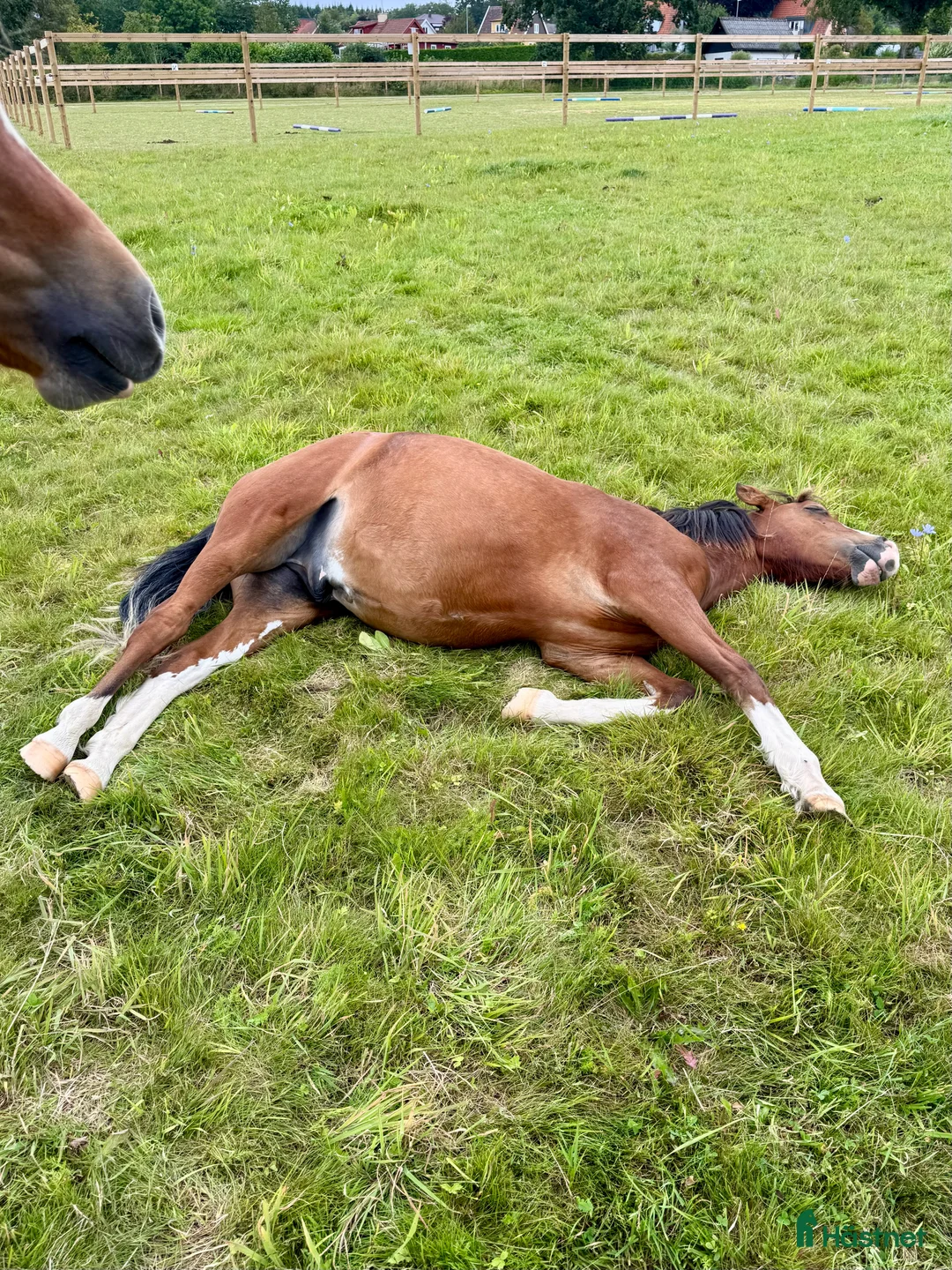 Allround hästar till salu: Ungponny med prestationsstam - Annons 3