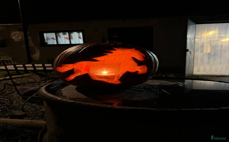  hästservice i Riddarhyttan - Annons 11