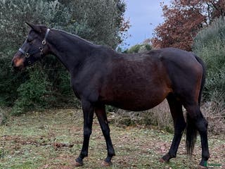 hästar MOCCA – Premium Trakehnersto (dräktigt) - Annons 12