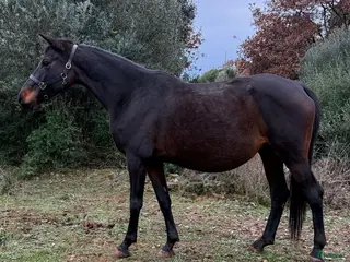 hästar MOCCA – Premium Trakehnersto (dräktigt) - Annons 4