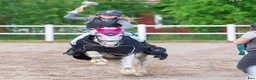Allround hästar till salu: 🐴 Bästa vän och rolig kompis🐴 - Annons 1
