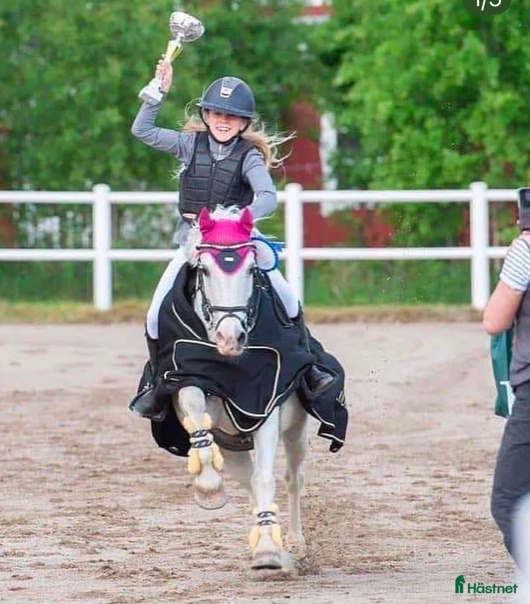 Allround hästar till salu: 🐴 Bästa vän och rolig kompis🐴 - Annons 1