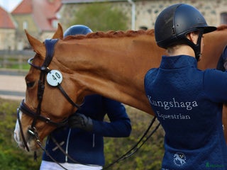 hästservice Önskar du hjälp - inridning/utbildning/försäljning i Eslöv - Annons 13