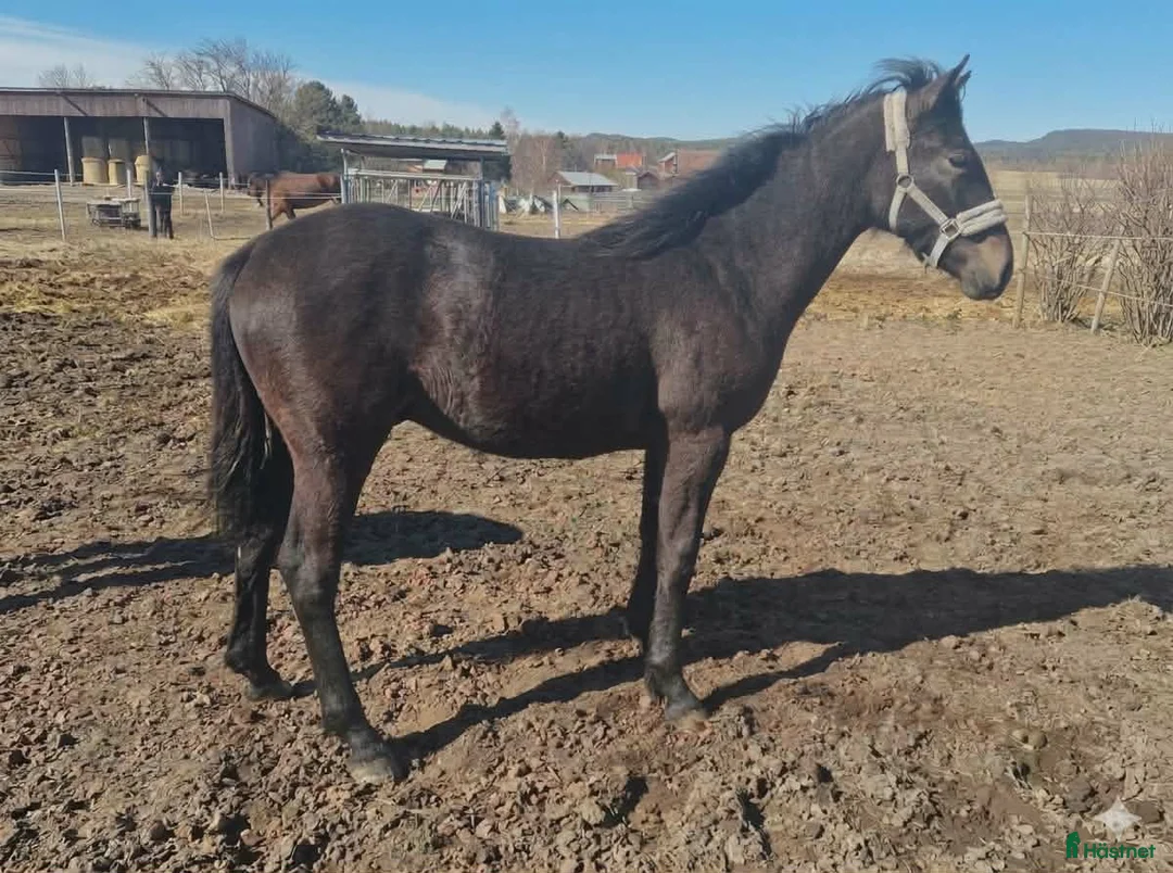 Allround hästar till salu: Ettårshingst PRE korsning - Annons 1