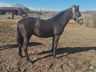 hästar Ettårshingst PRE korsning - Annons 12