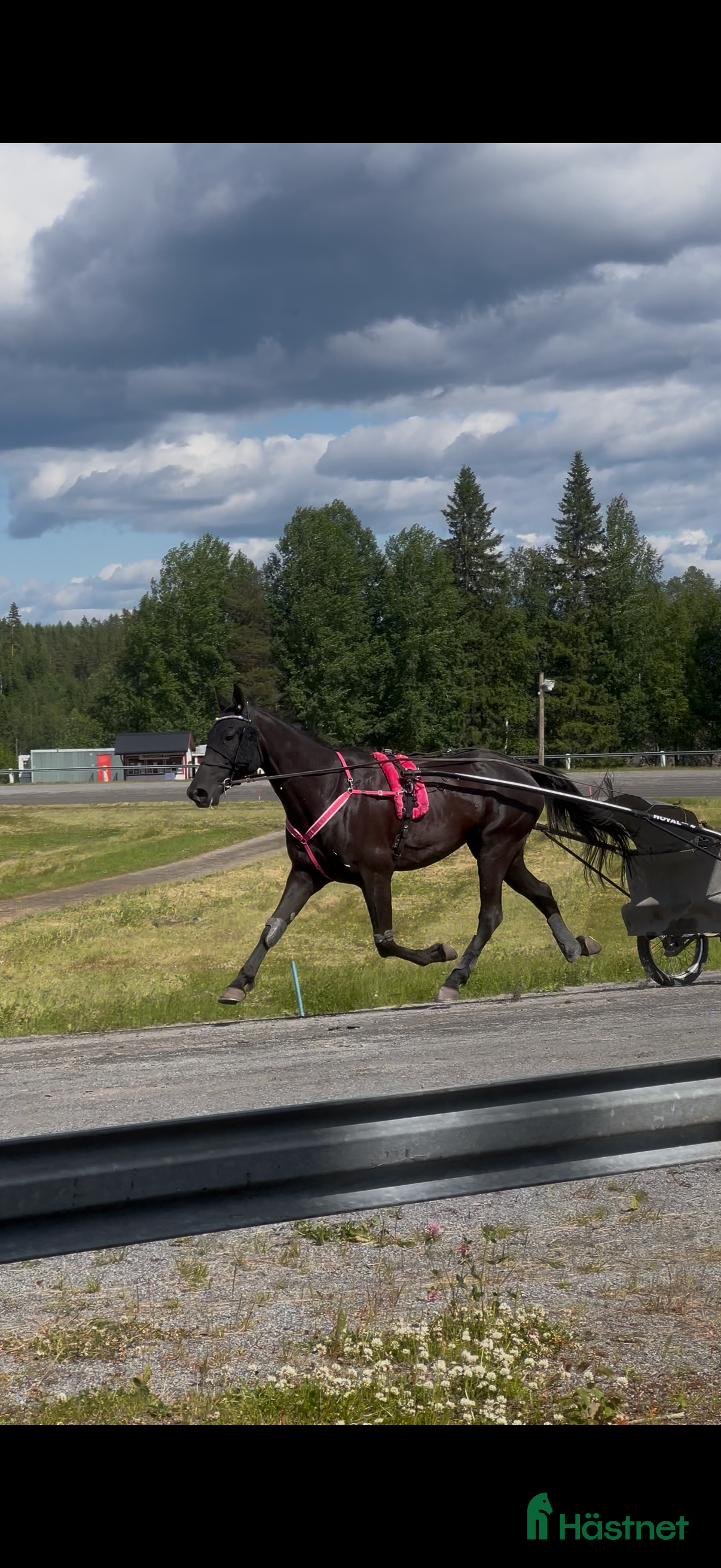  hästar En stor talang!  i Bjästa - Annons 4