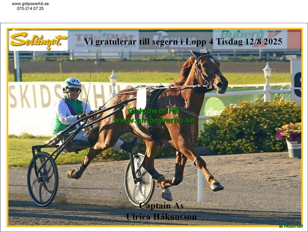  hästar 8-årig travare, 65 starter (6-10-4) 484.600 kr - Annons 2