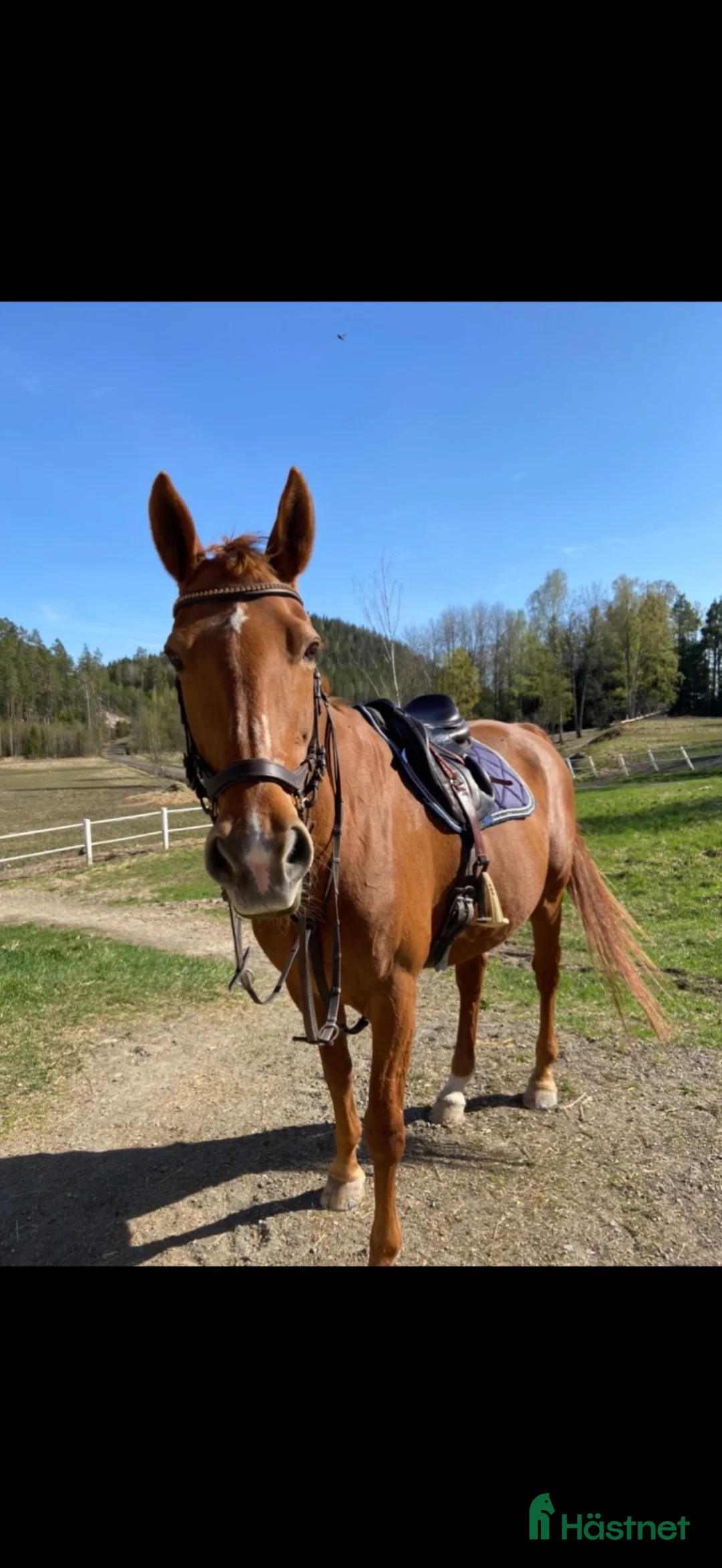 Allround hästar till salu: Läromästare söker sitt sista, kärleksfulla hem ❤️ - Annons 1