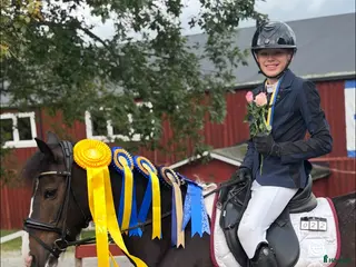 hästar Världens finaste allround ponny till salu🤩 i Hudiksvall - Annons 18