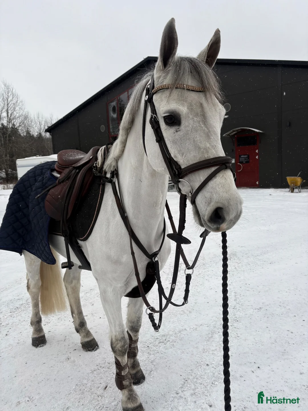 Hoppning hästar till salu: BEEZIES BOUNTY BOY🤍 - Annons 1