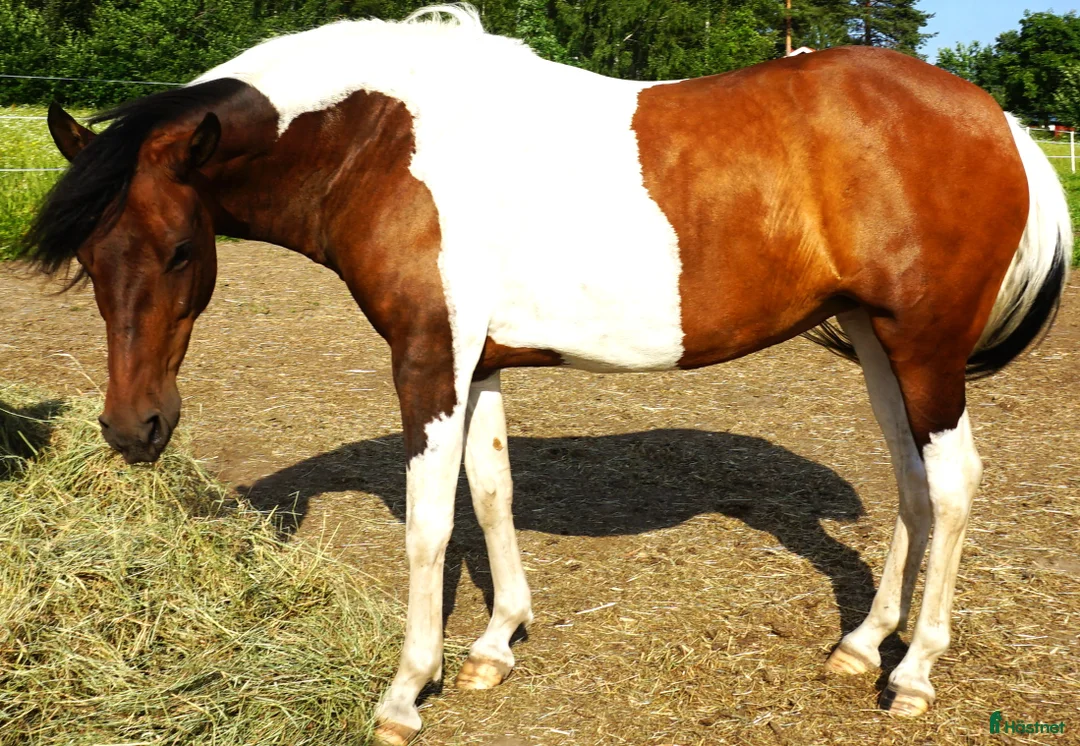 Allround hästar till salu: 5 Paso Finos en eller fler - Annons 2