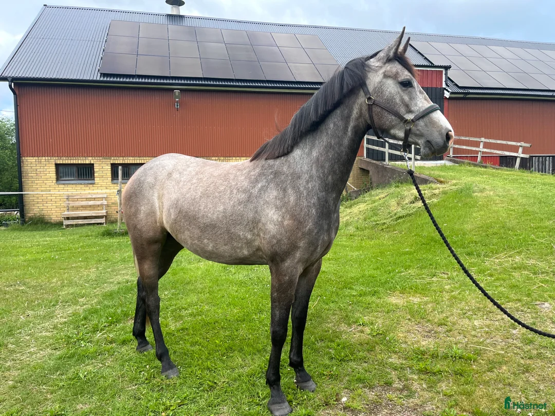 Allround hästar till salu: Underbar 3-åring e Mr Vain⭐️ - Annons 2