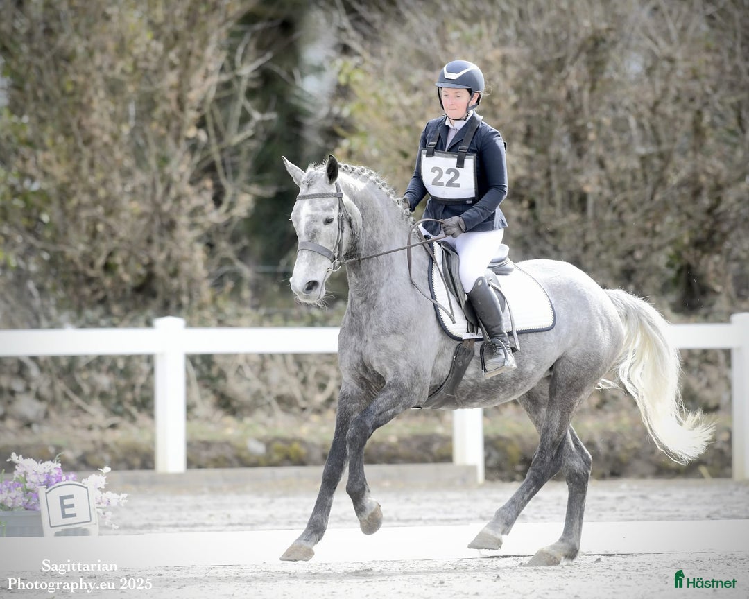 Fälttävlan hästar till salu: Searching for an Event Pony? i Brøndby - Annons 4