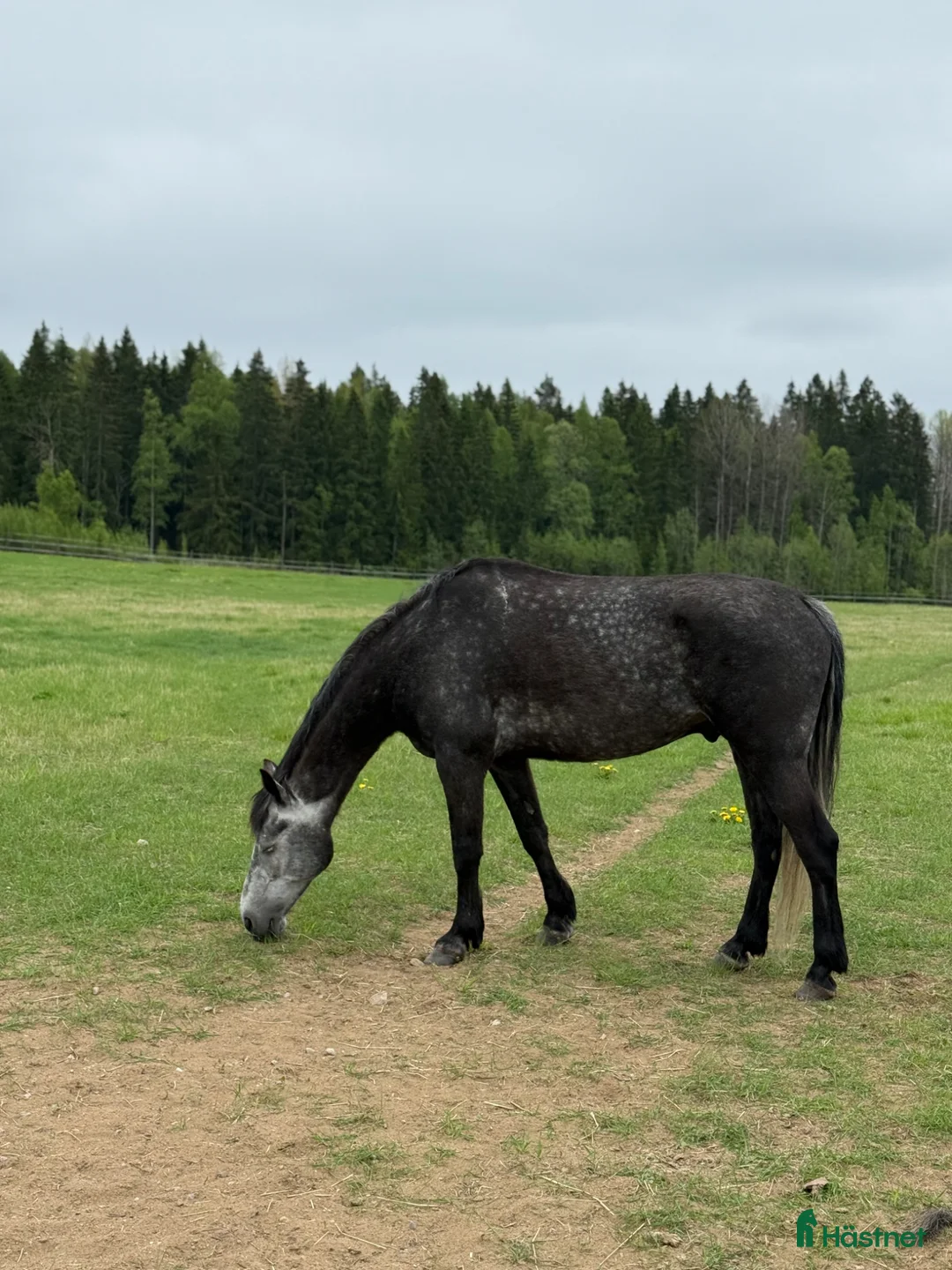Allround hästar till salu: XXL connemara  - Annons 2