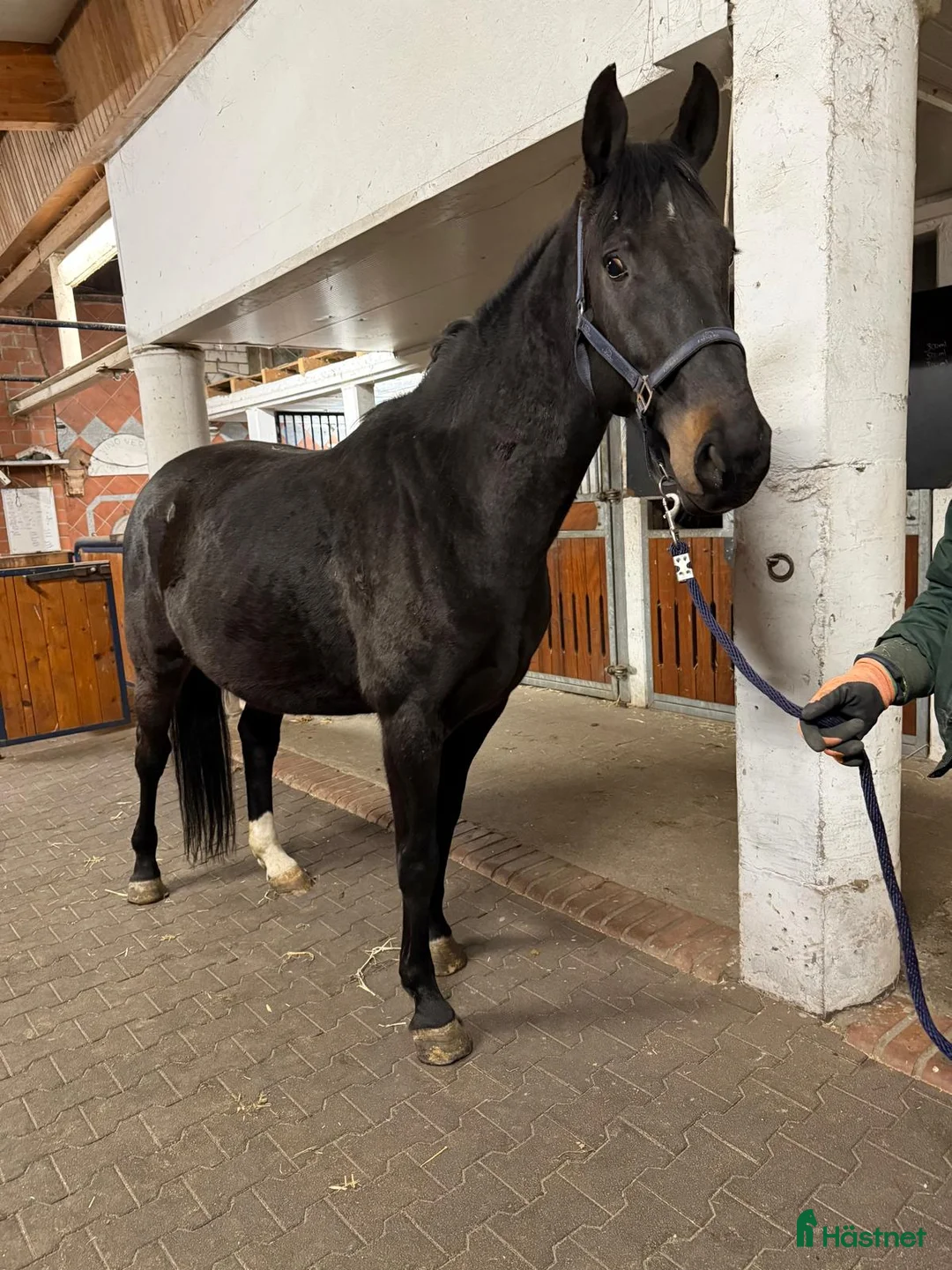 Avelshästar hästar till salu: Avelssto dräktig med Zirrocco Blue - Annons 1