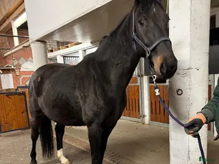 hästar Avelssto dräktig med Zirrocco Blue - Annons 2