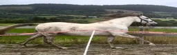Avelshästar hästar till salu: 9 år P.R.E hoppe 168 cm, 4 føll - Annons 3