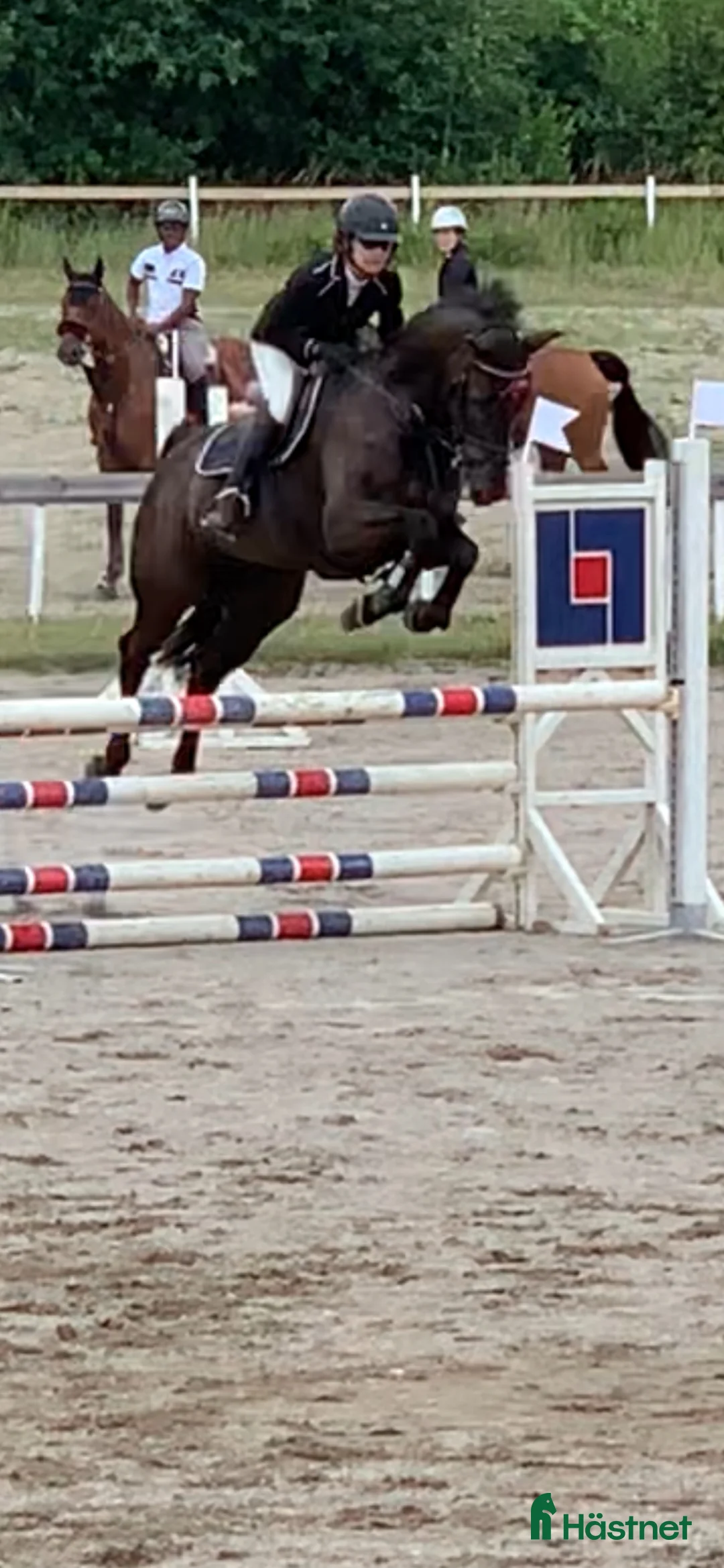 Allround hästar till salu: Msv dressyr/115 hoppning  - Annons 1