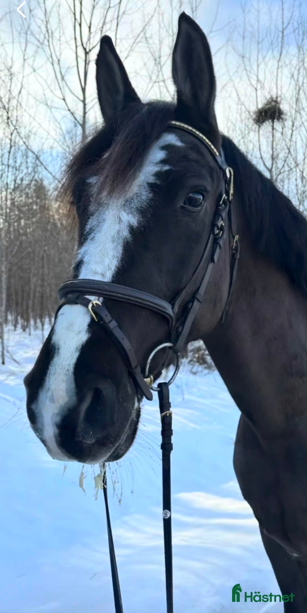  hästar Super snäll och okomplicerad D-Ponny! - Annons 1