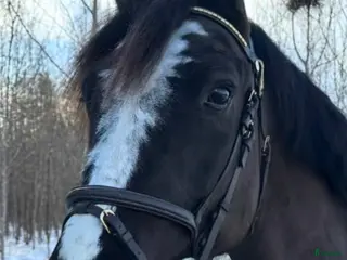 hästar Super snäll och okomplicerad D-Ponny! - Annons 1