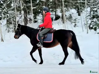 hästar Sjysst boende sökes! i Njurunda - Annons 7