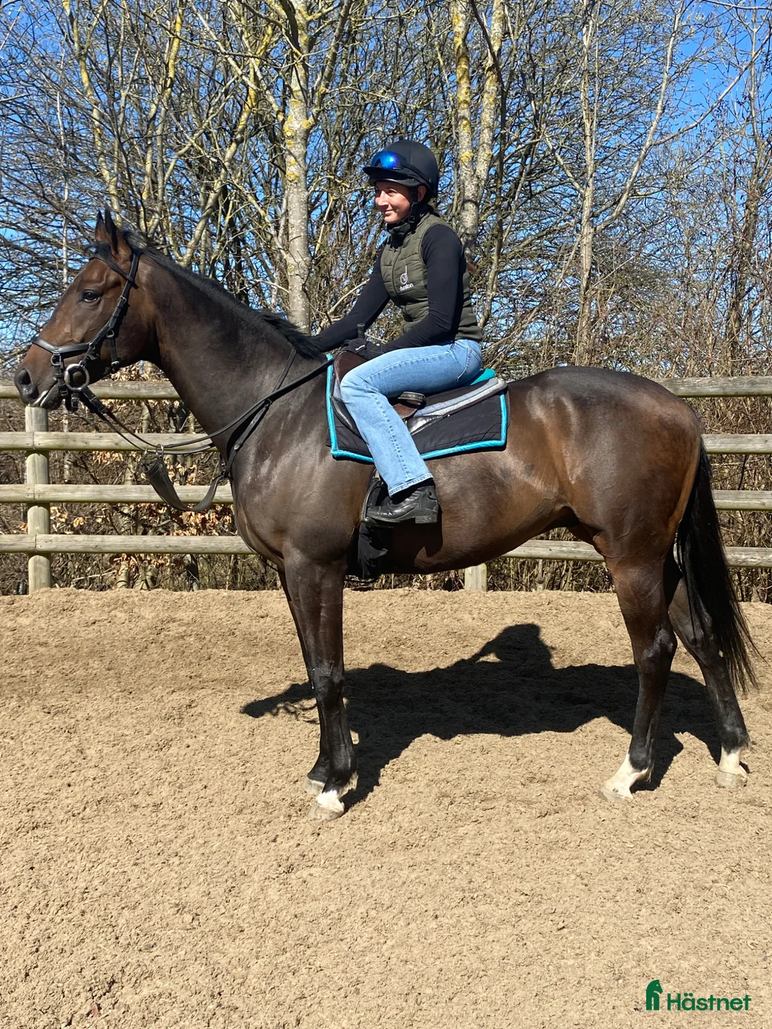 Allround hästar till salu: Stor fin valack 3 år - Annons 2