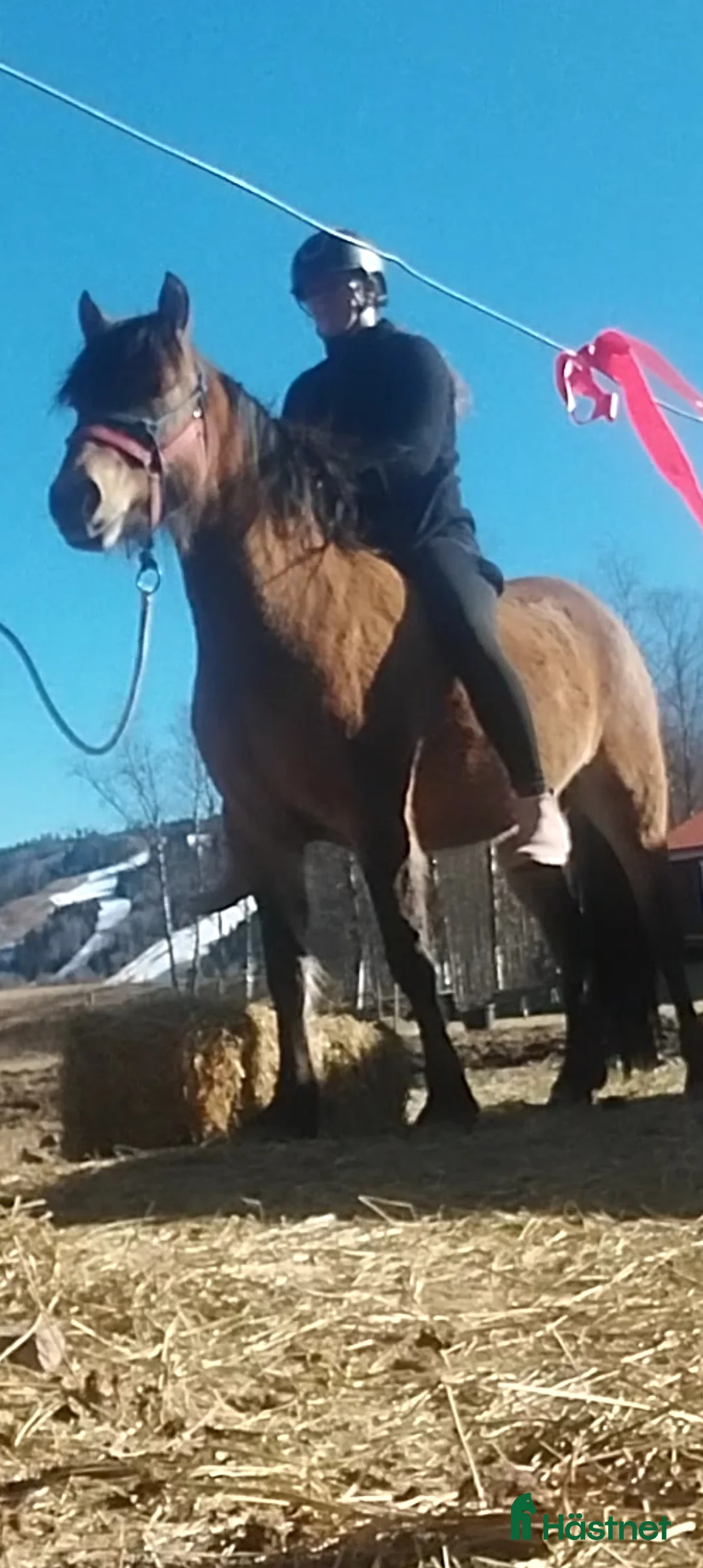 Allround hästar till salu: Fin ponny i Rottneros - Annons 7