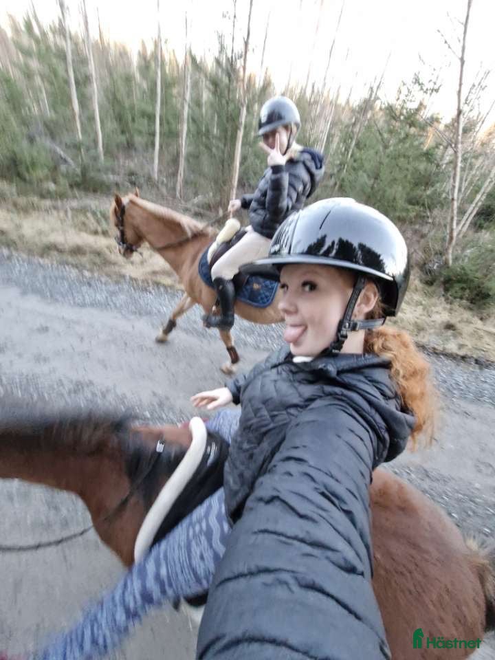  hästar Söker tävlingsponny och bästa vän!💞 - Annons 1