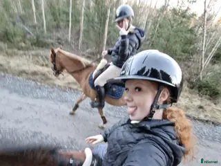 hästar Söker tävlingsponny och bästa vän!💞 - Annons 1