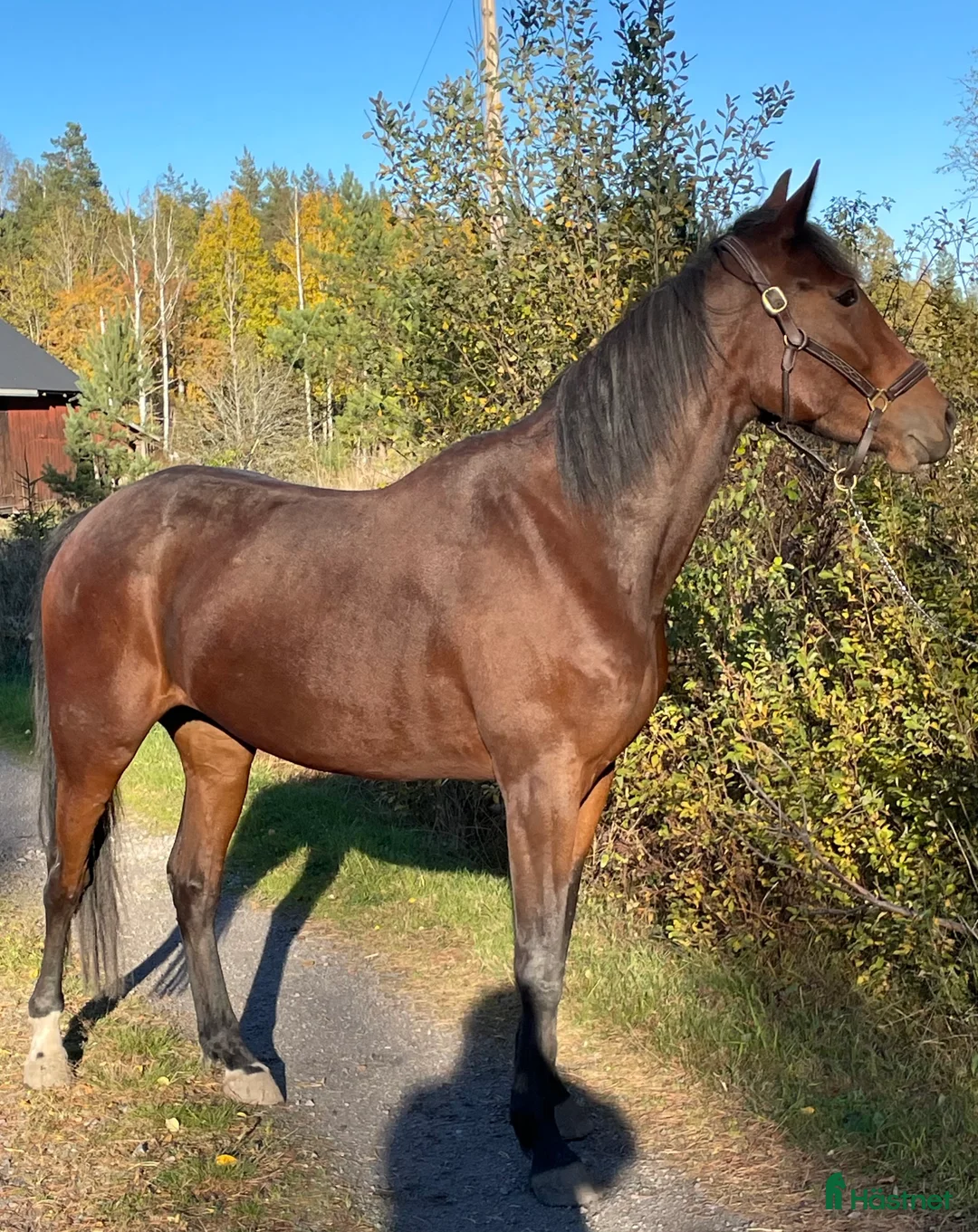 Allround hästar till salu: Utveckla honom till det du vill i Gunnebo - Annons 1
