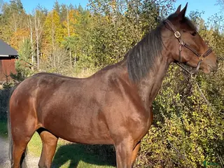 hästar Utveckla honom till det du vill i Gunnebo - Annons 5