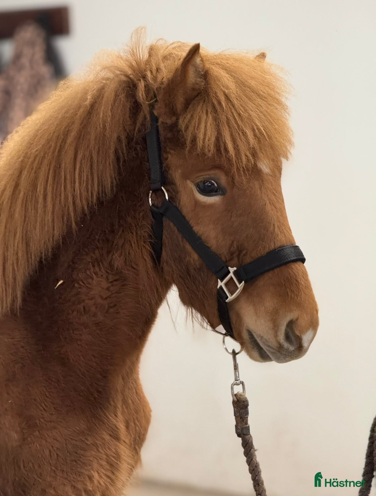 Island hästar till salu: Kille för framtiden  - Annons 2