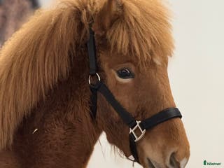 hästar Kille för framtiden - Annons 15