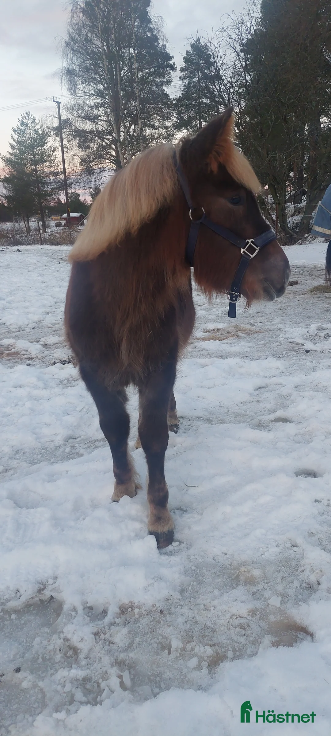 Allround hästar till salu: Nordsvensk Brukshäst Sto - Annons 2