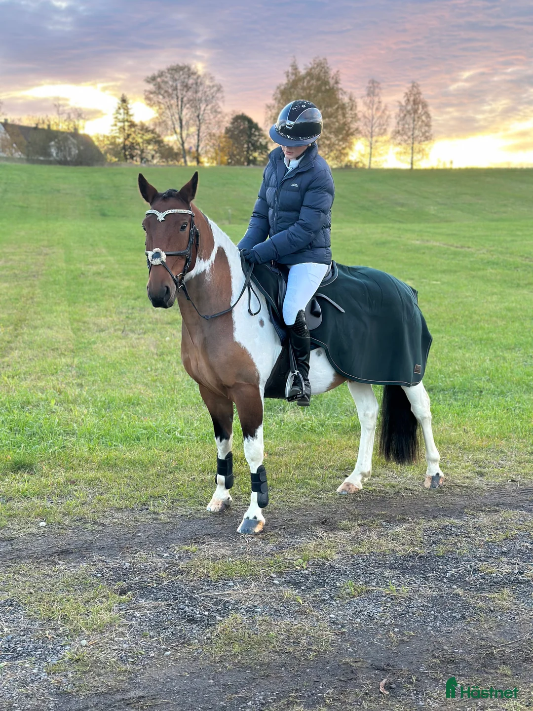 Hoppning hästar till salu: Super C-ponni lånes ut til satsende sprangrytter! - Annons 4