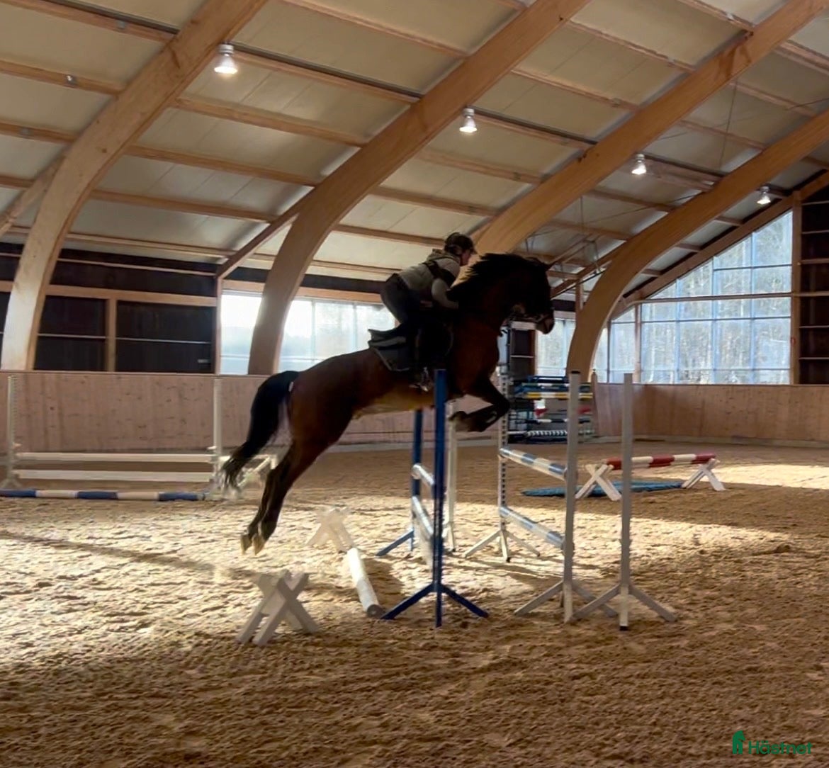  hästar Framtida tävlingskompis! - Annons 4