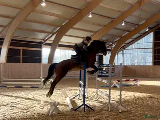 hästar Framtida tävlingskompis! - Annons 2