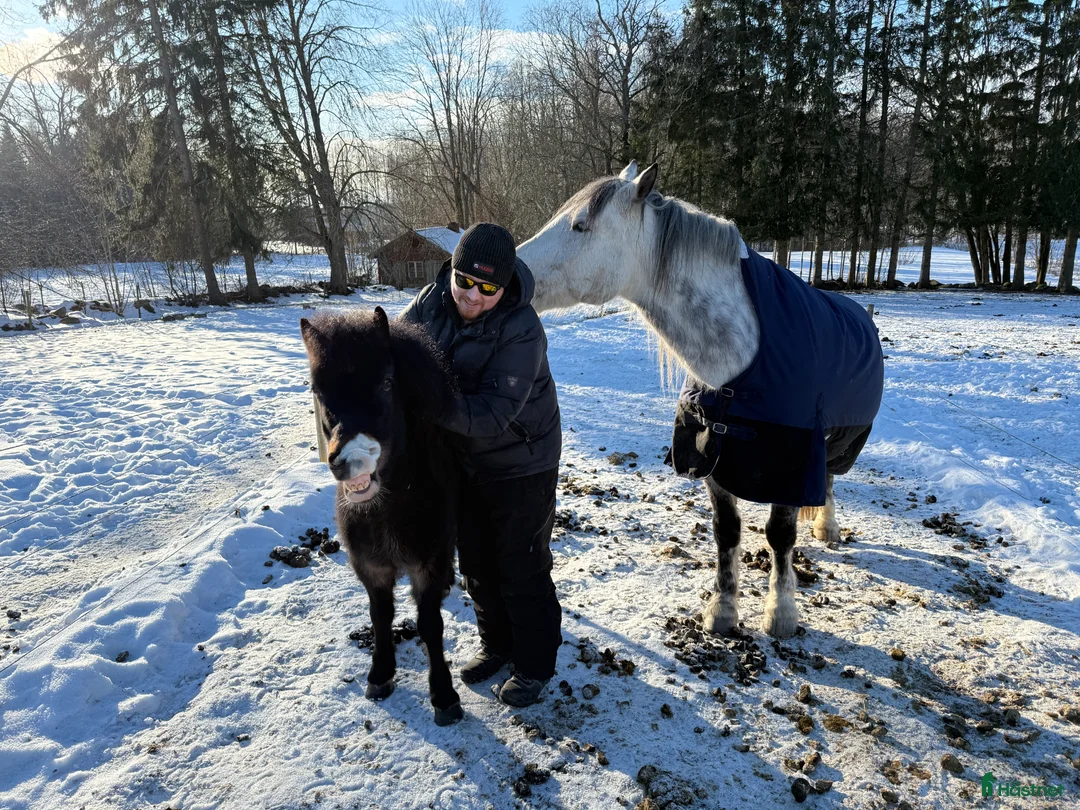 Allround hästar sökes: 🌿 Familj söker trygg häst 🌿 - Annons 2
