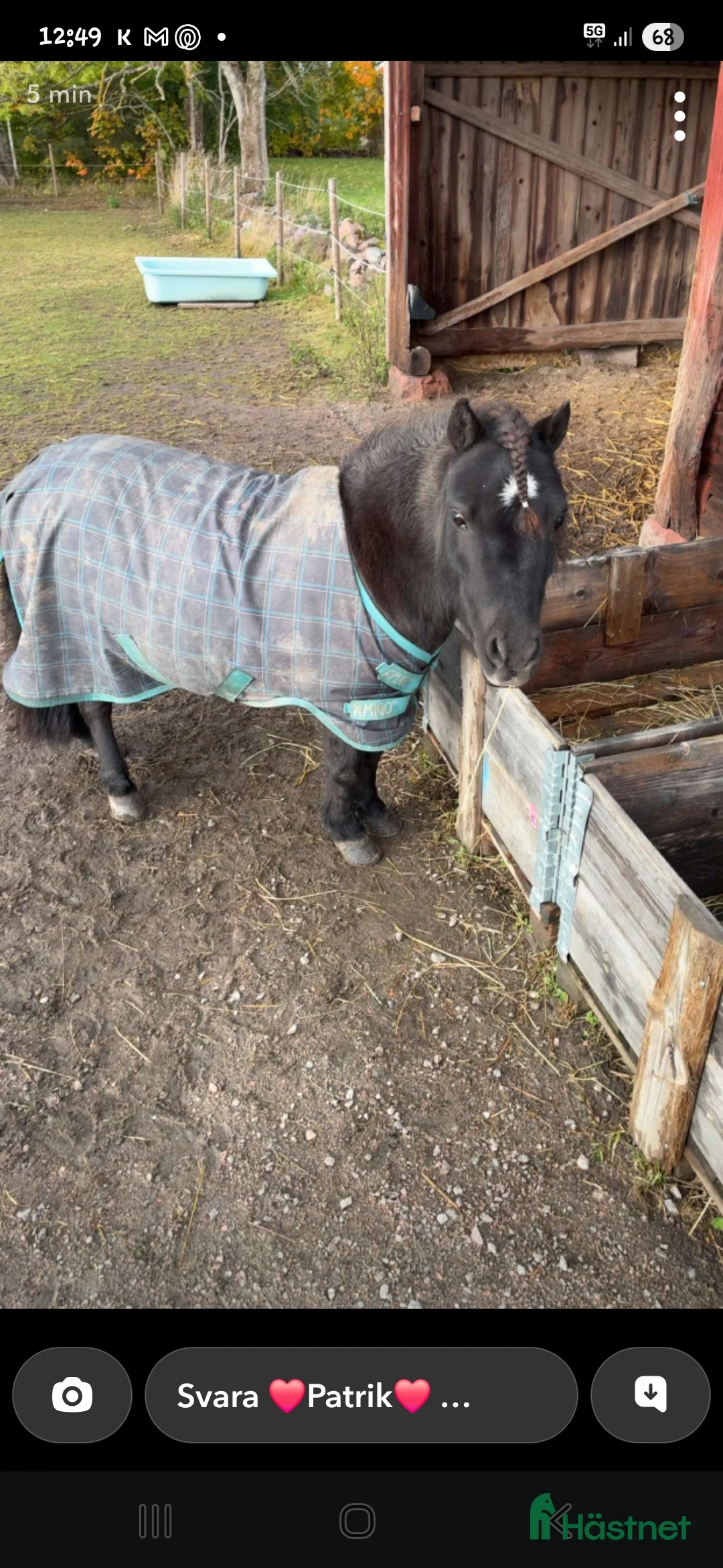 Allround hästar till salu: Super charmig shettis kille  i Mariestad - Annons 4