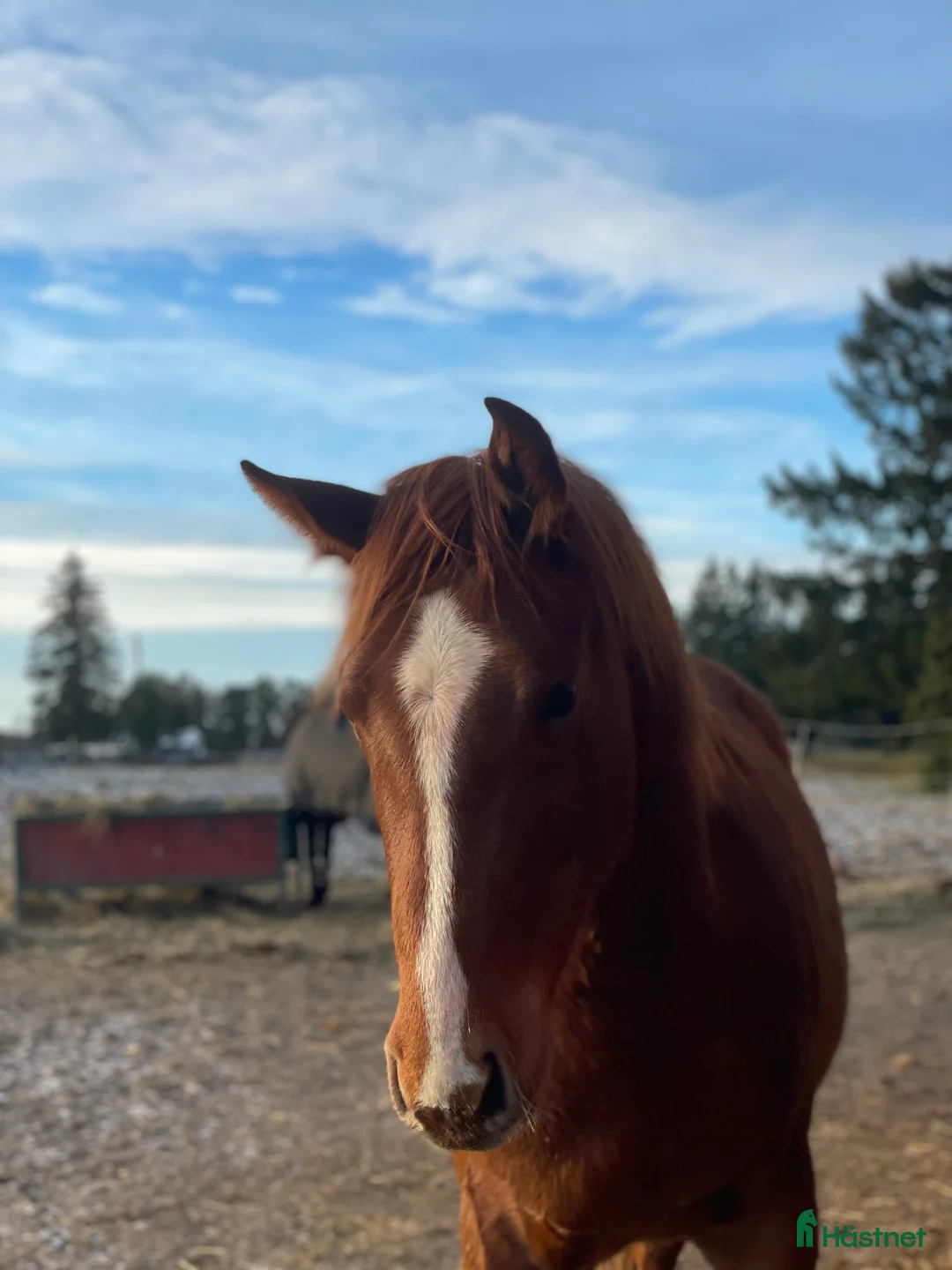 Allround hästar till salu: Elegant 3-årig valack e. Kespri DC ue. Zafferano i Bro - Annons 6