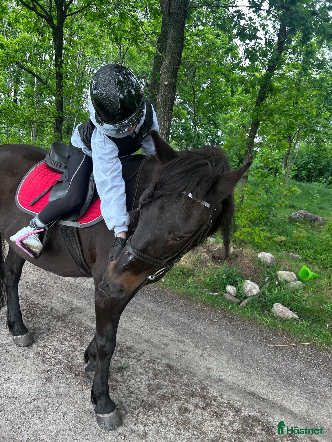Sällskap hästar till salu: Vill du ge Yoga hennes sista hem i Varberg - Annons 4