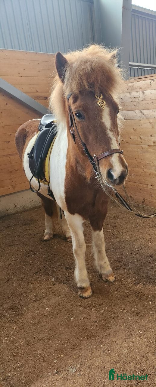  hästar Finaste Tindra i Njurunda - Annons 17