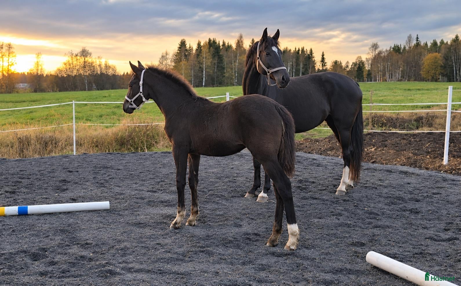  hästar till salu: Elegant föl med framtidsutsikter - Annons 1