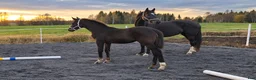 Dressyr hästar till salu: Elegant föl med framtidsutsikter - Annons 1