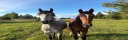 Allround hästar till salu: Svenskfödd connemara sto 3 år - Annons 4
