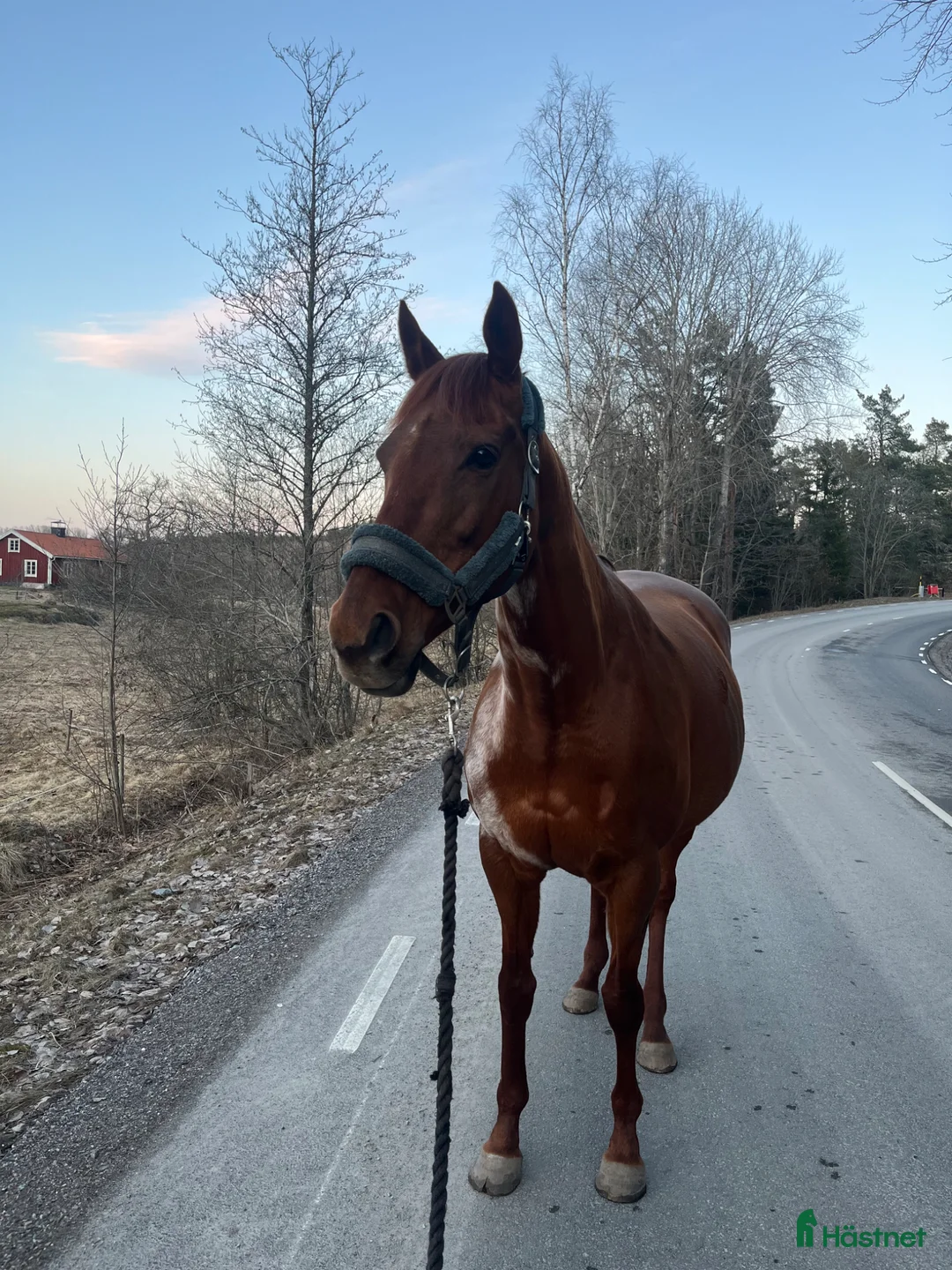  stallplats finnes: Bete för sto med föl i Grödinge - Annons 1