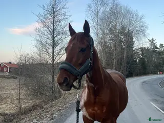 stallplats Bete för sto med föl - Annons 5